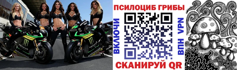где можно купить   Краснотурьинск  Псилоцибиновые грибы Psilocybe 